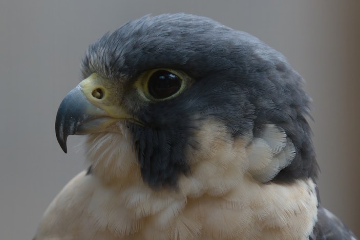 Peregrine Falcon